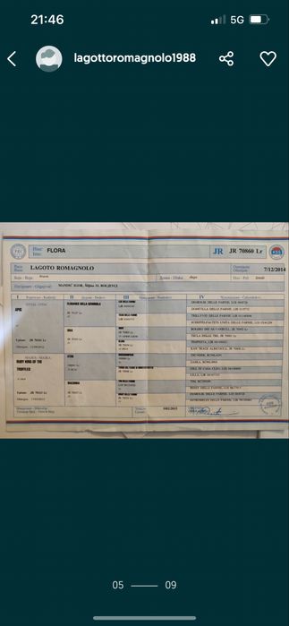 Кученца Lagotto Romagnolo