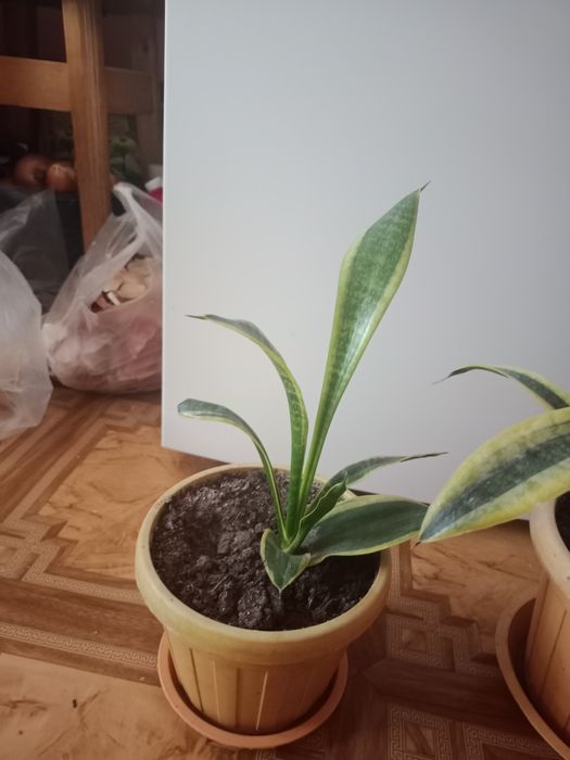 Сансевьерии в горшках