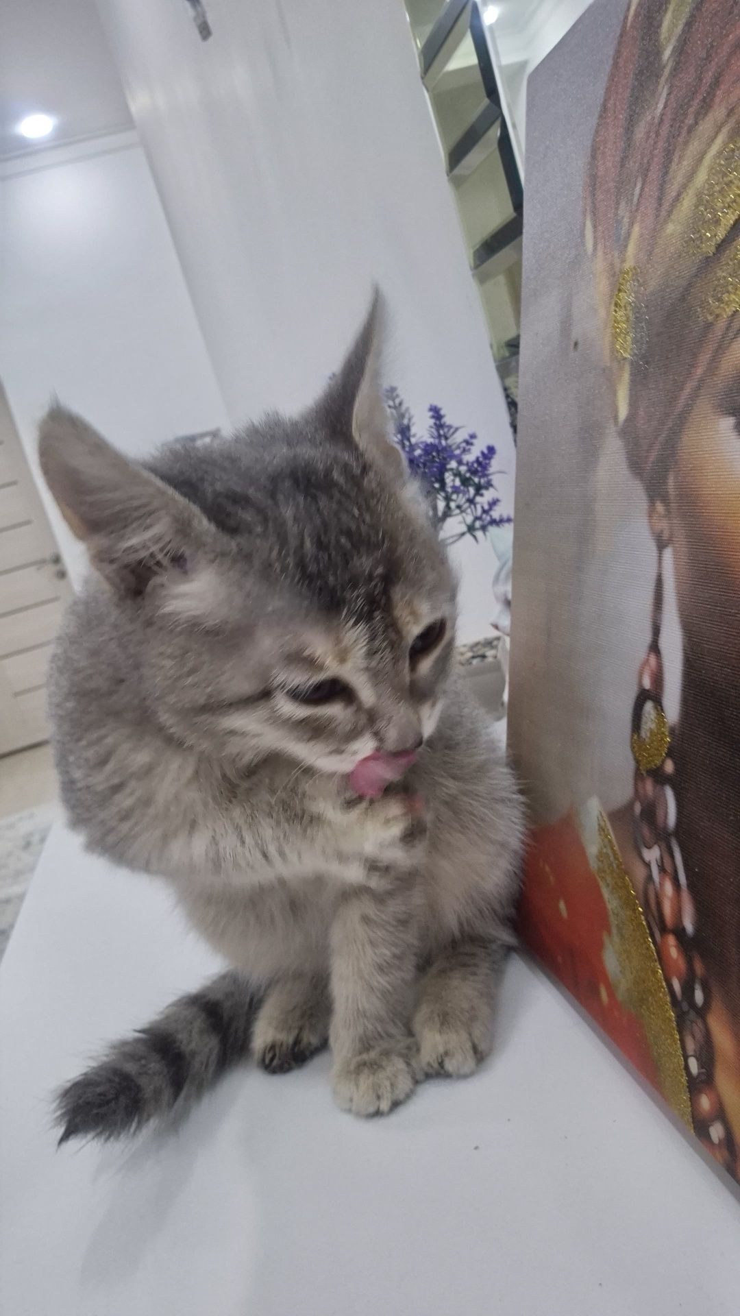 Котята девочки в добрые руки