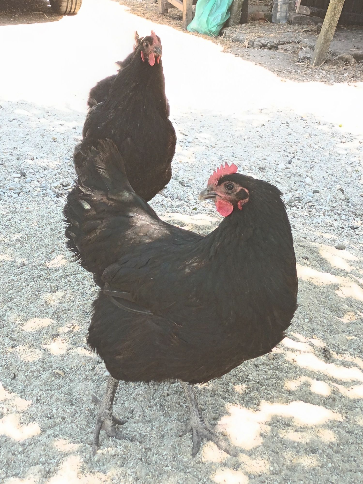 Vând familie australorp