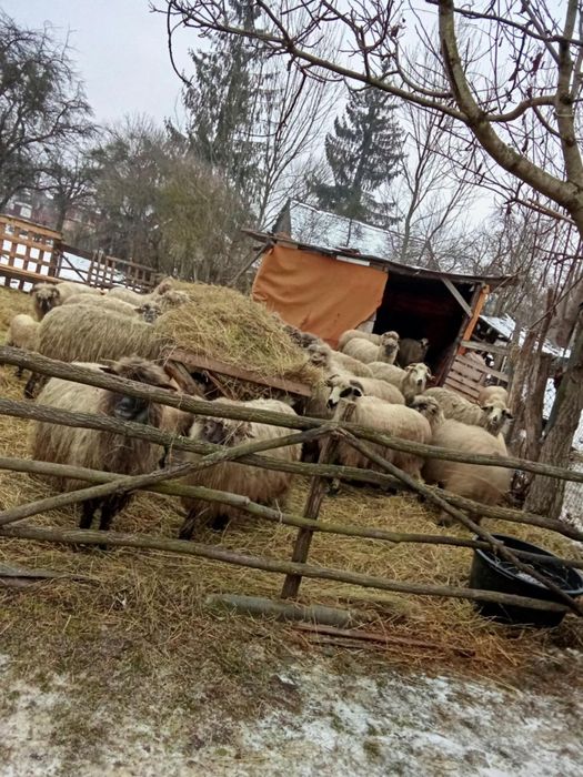 Vand oi mioare si stramioare bucati 20