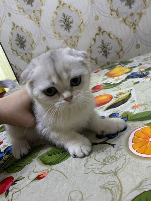 Продаетса  кошки  мушуклар шиншила