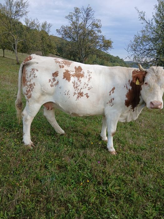 Vaca baltata de vanzare