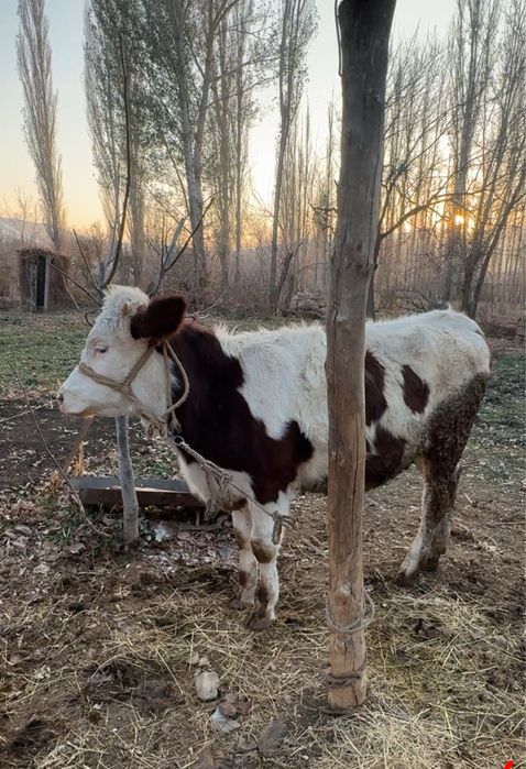 Симментал тана 1 жасар