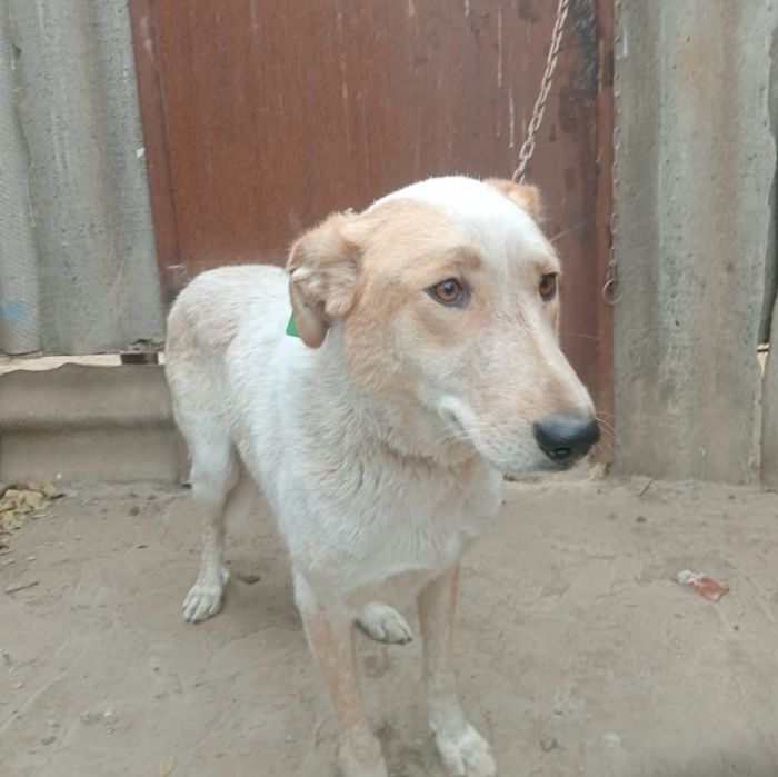 В добрые руки собачка