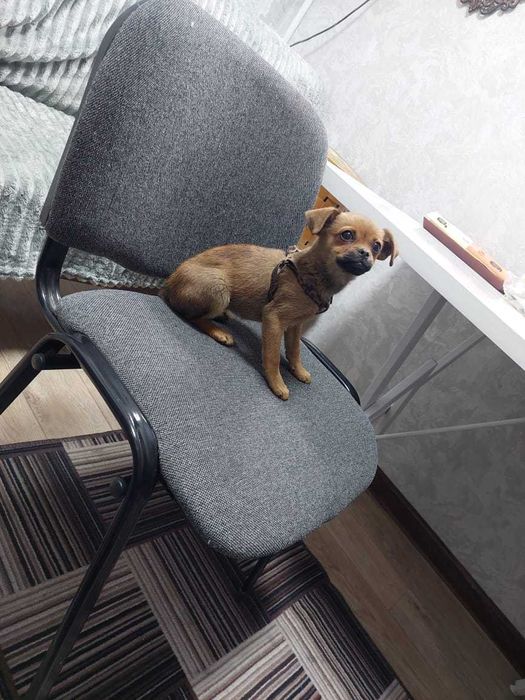 Той терьер -девочка