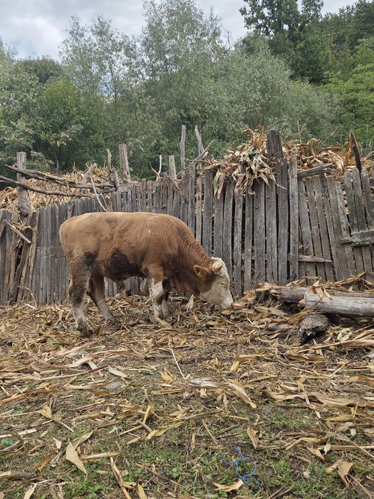 Taur de vânzare varsta1 1 an și 5 luni  aprox.350-400kg.