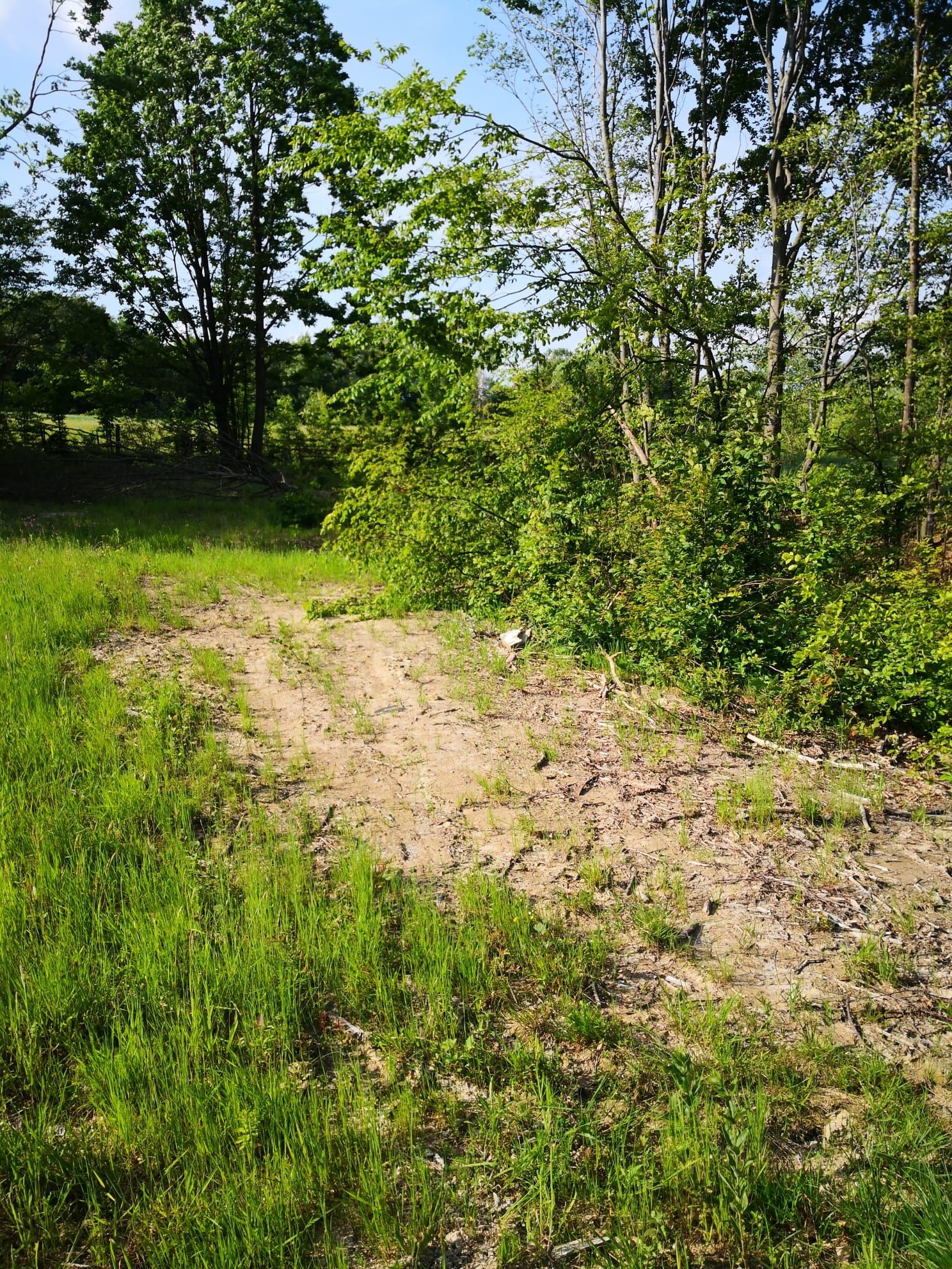Teren 2,5 ha Negreni, Cluj – pădure, și curent