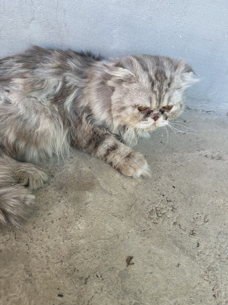 Mushuk sotiladi. Persian zotli mushuk