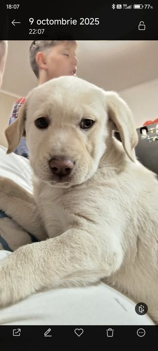 Donez Gratuit pui femelă metis