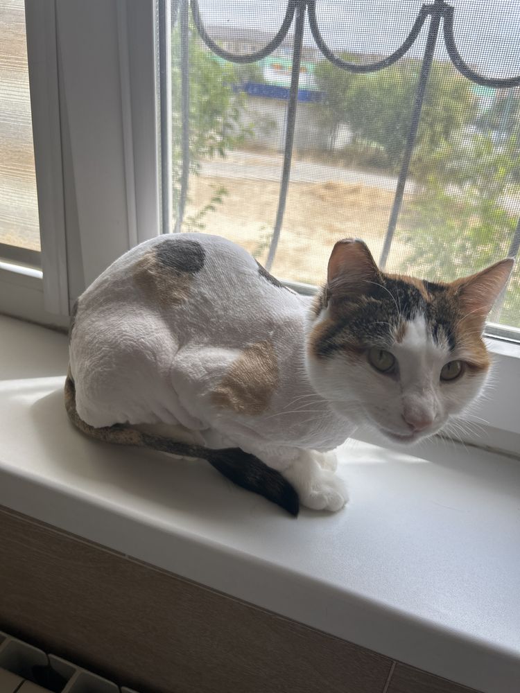 Кошка девочка чистая