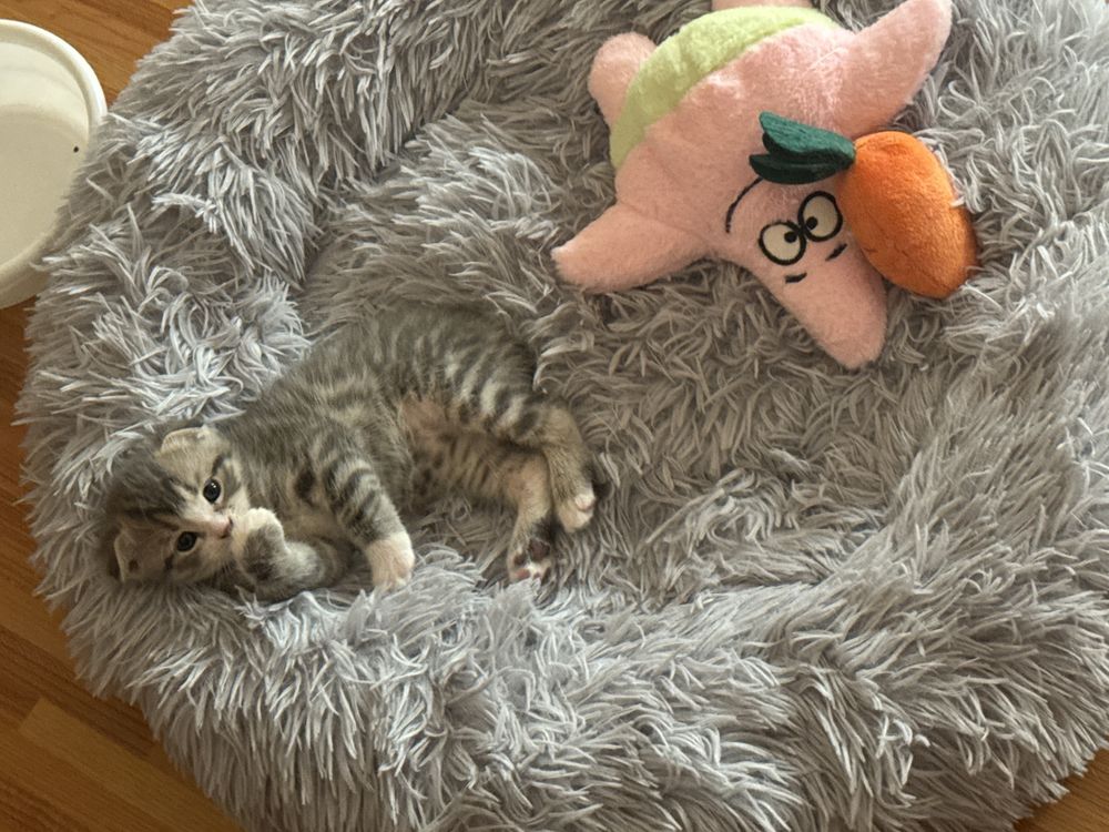 Продаются вислоухие котята