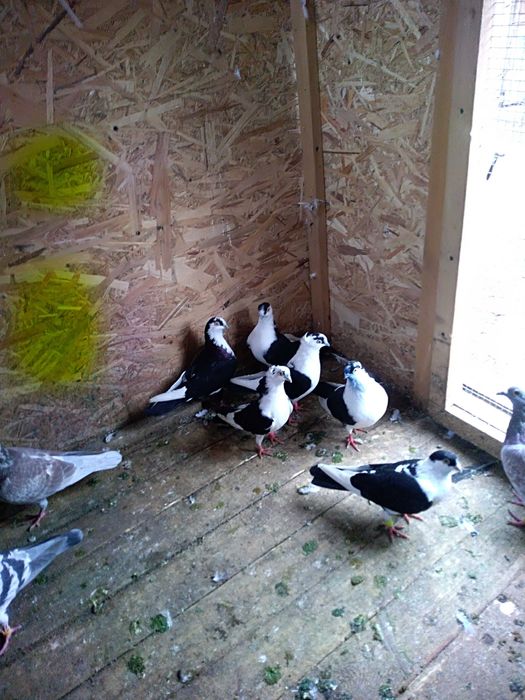 Vând jucători de galați