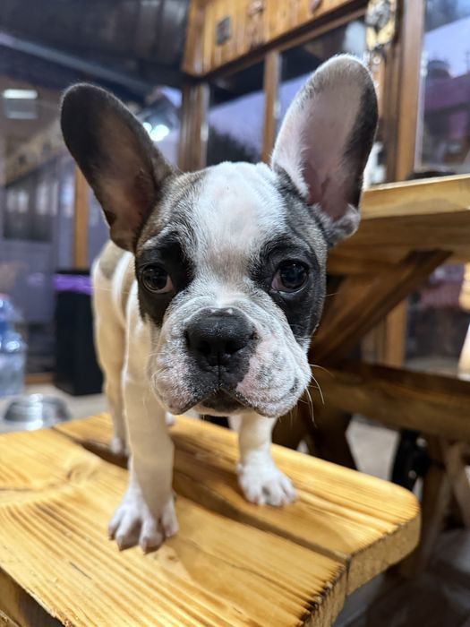 Bulldog Francez 3 luni