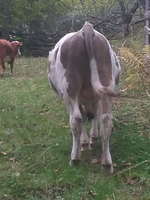 Vând tăuraș de doi ani