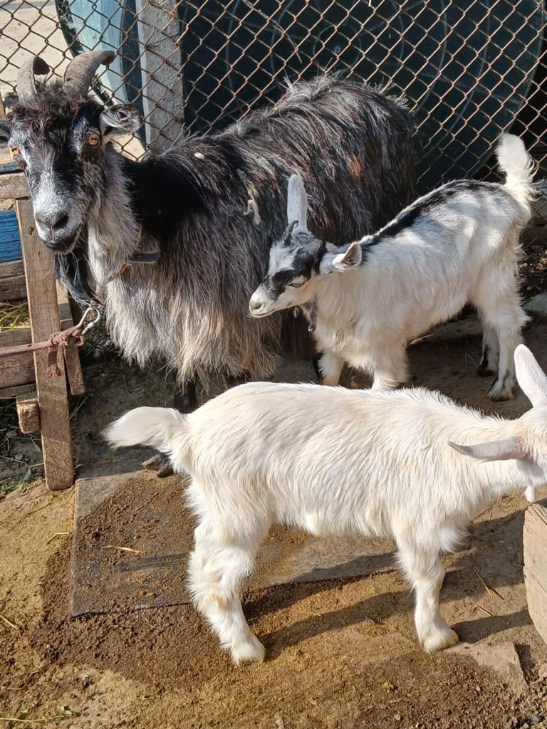 Bună ziua vind o capra cu doi iezi com pechea jud galati