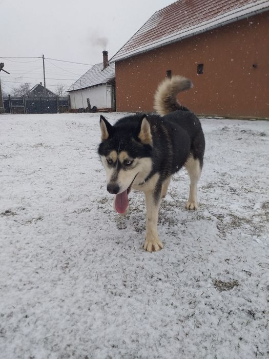 Donez Husky impecabil