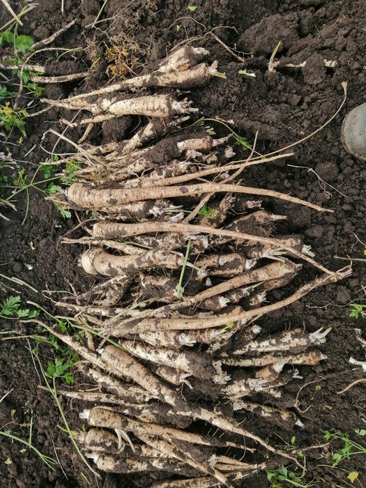 Pătrunjel hibrid de înaltă calitate