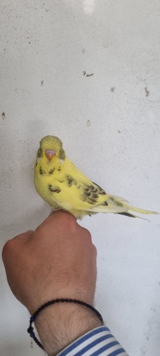 Papagali/papagal perus/perusi standard