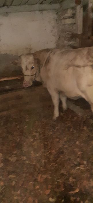 De vânzare vaca cu vitea