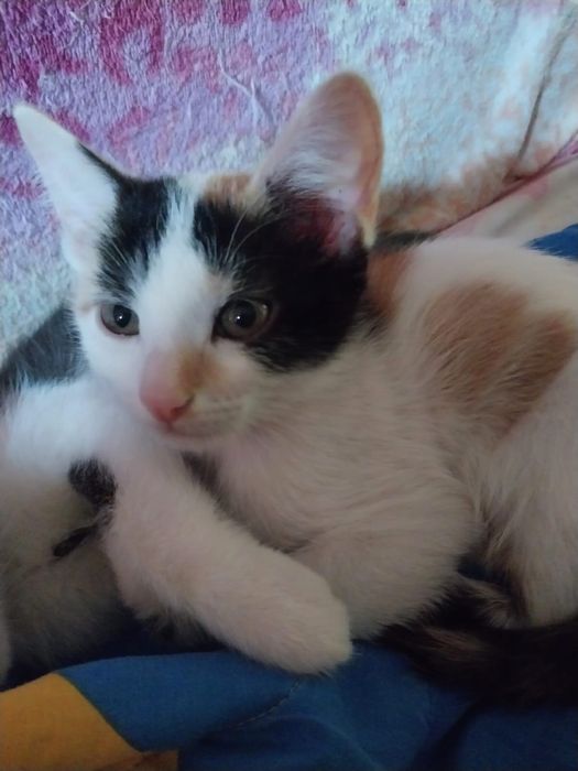 Отдам котенка, девочка, трехцветная, игривая, ласковая