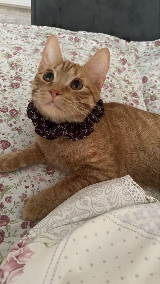 Красивый рыжий котик