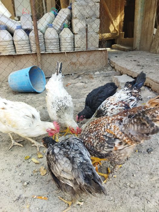 Продаются молодые петушки