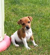 Jack russell/russel