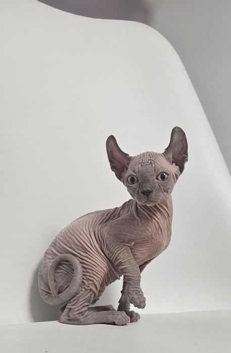 Fetita sphynx/sfinx/elf superba