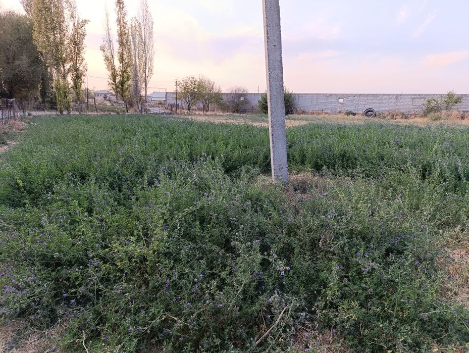 Uy qurishga yer sotiladi urtasaroy navruzdan 4km ichkarida tekis joy