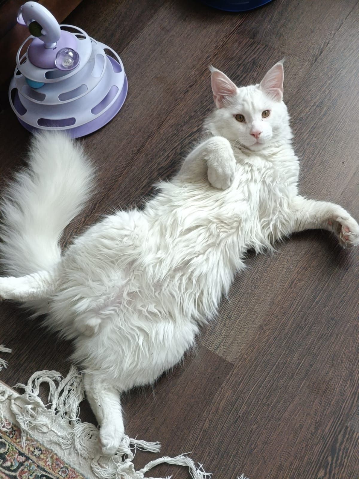 Кот Мейн Кун на вязку