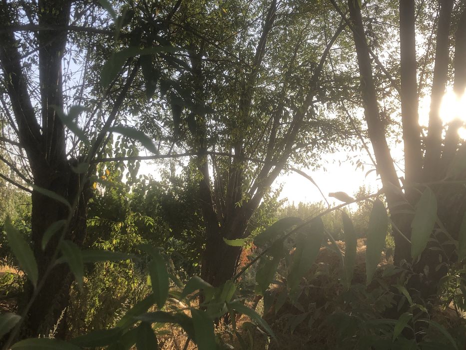 Xo’l o’tin katta