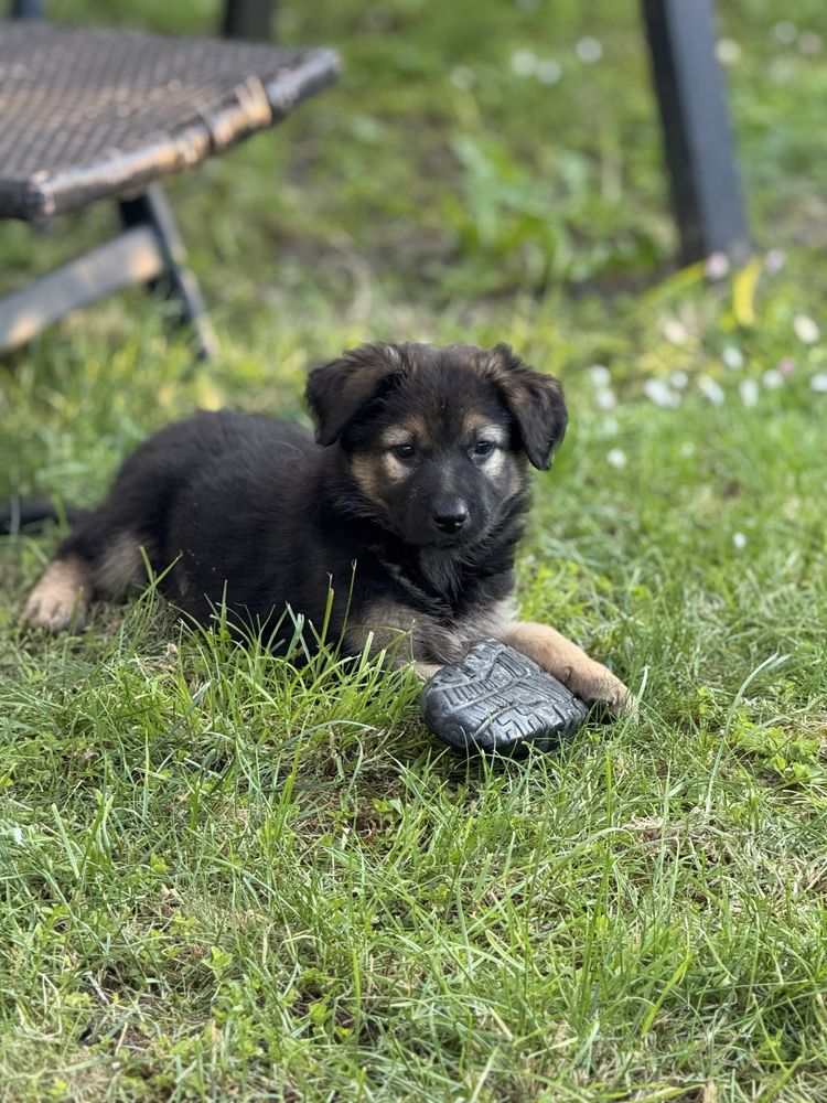 Caine ciobanesc german - femela - 2uni