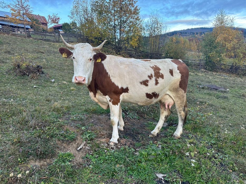 Vând vacă Bălțată Românească