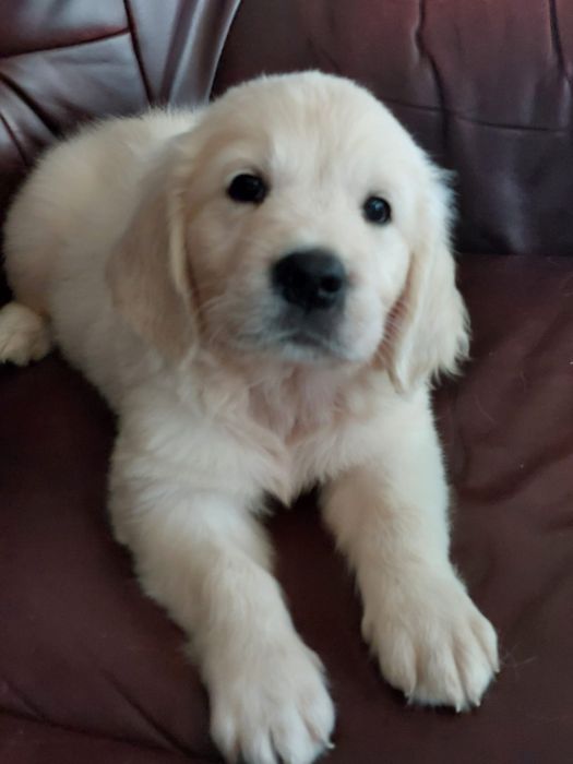 Vand  mascul golden retriever