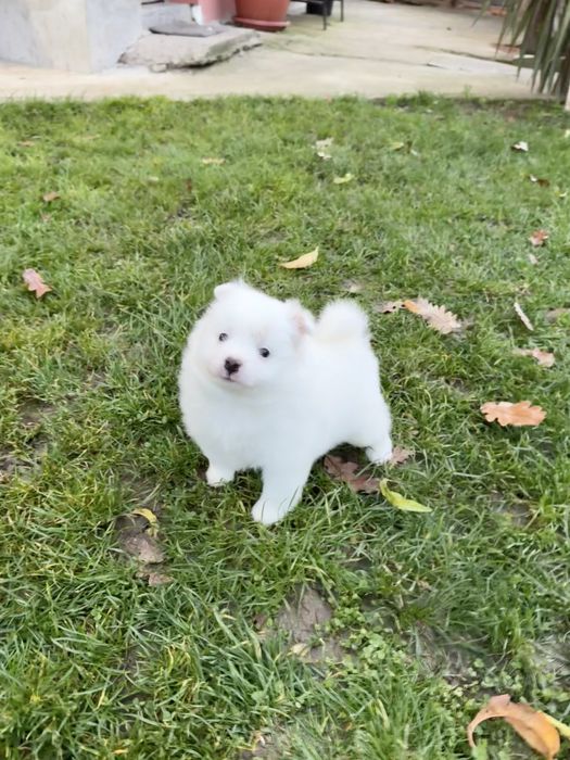 Померан момче. Померанче