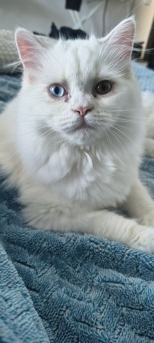 British longhair white