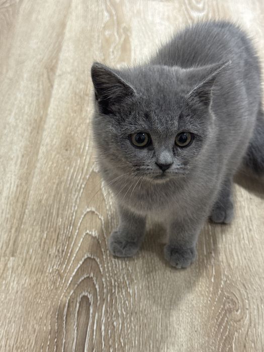 кошечка Скоттиш- страйт
