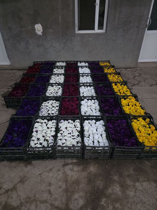 Kapalak Viola gullar