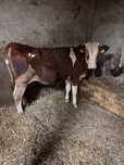 Vitea red holstein