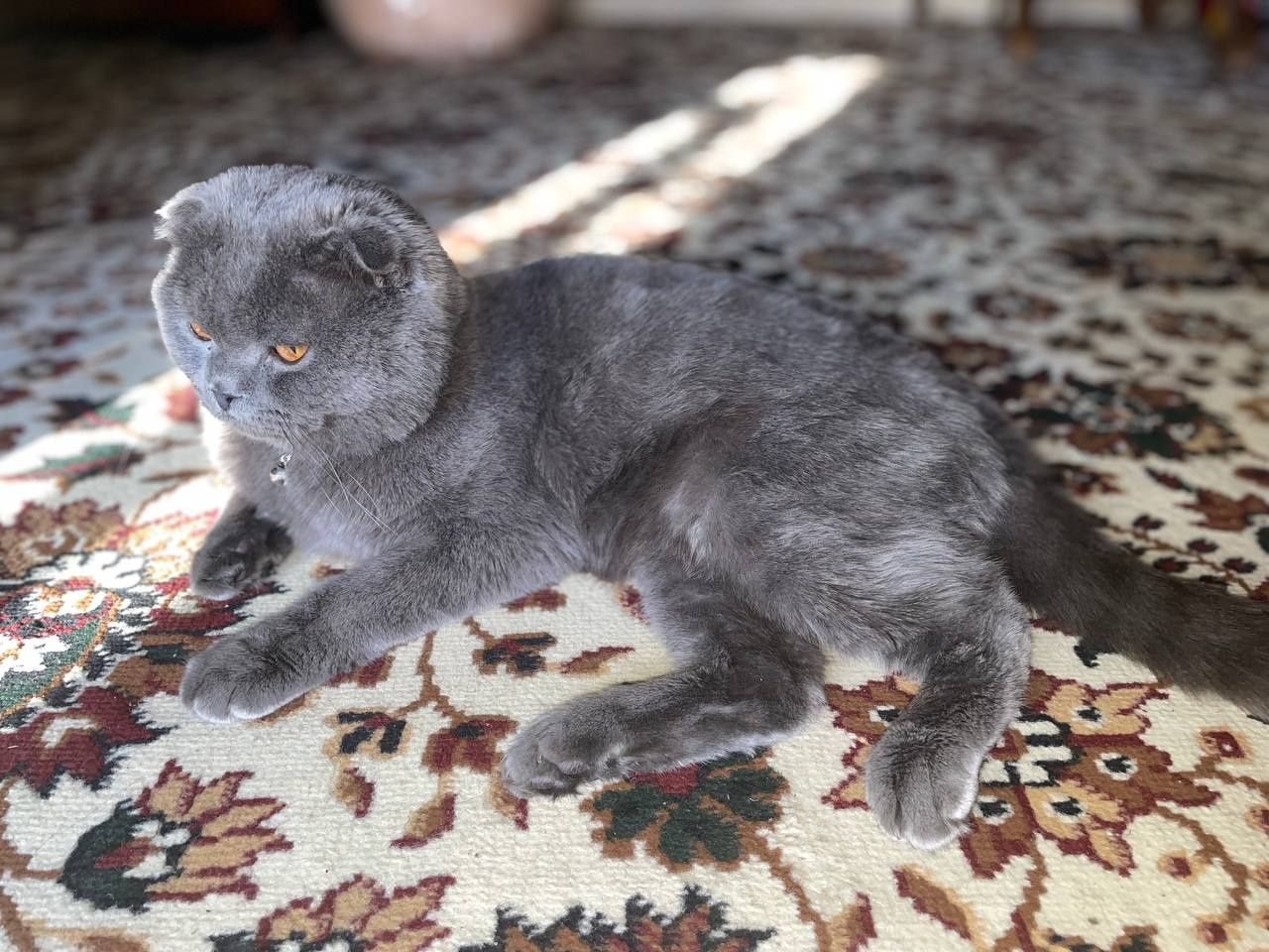 Вязка кот Шотландский