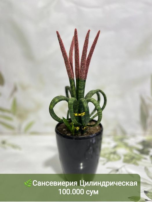 Продаётся Падакарпус, Хамедорея, Сансевиерия и др