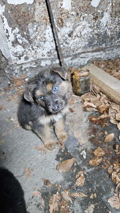 Щенки бесплатно. В добрые руки.