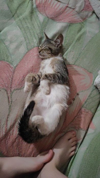 Маленький Кот европейский