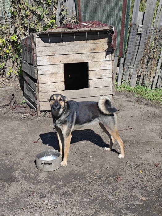 Отдам собаку для охраны