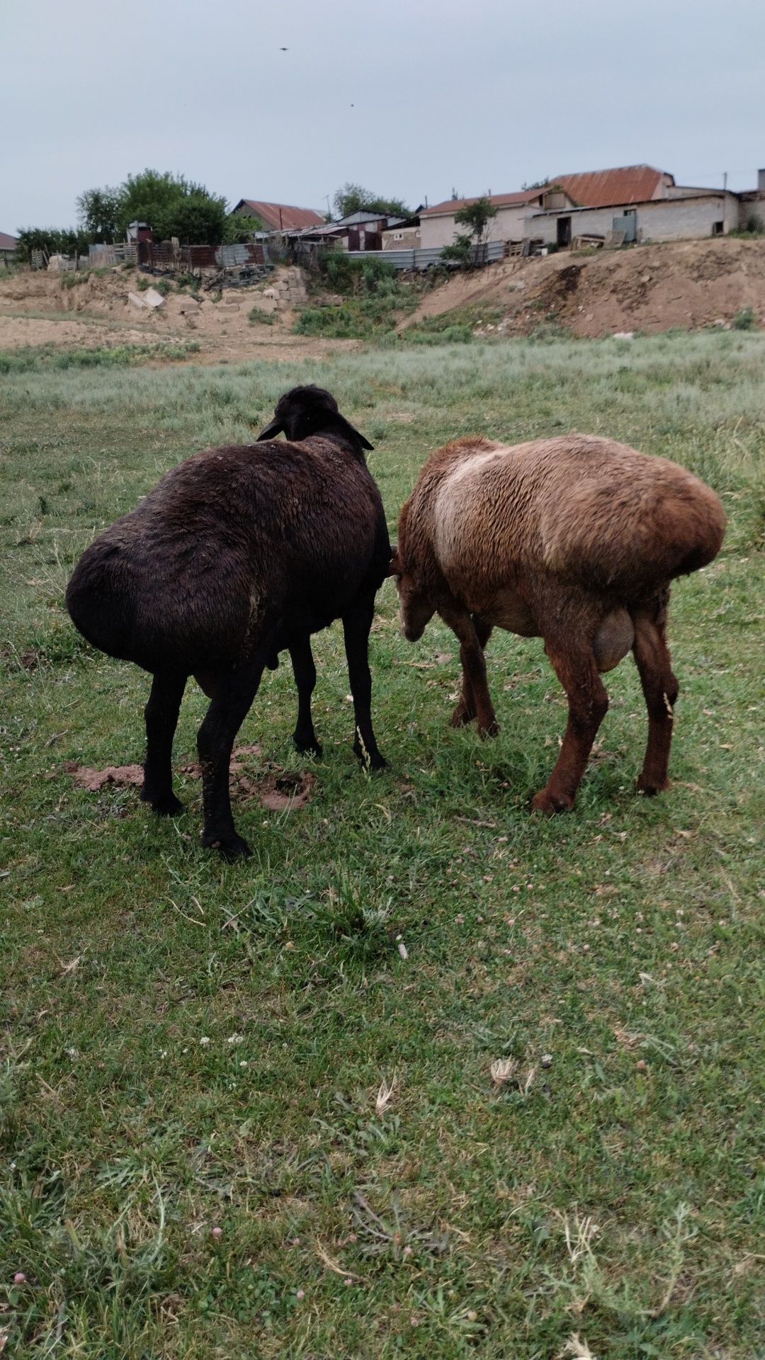 Баран , Кошкар кош