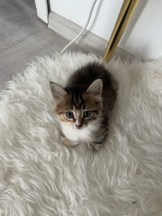 Двое котят, девочки