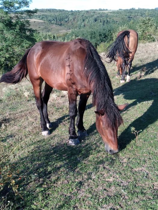 Vând cai buni pentru lucru.