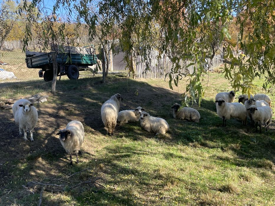 Anunț de vânzare – oi metiș carabașa + berbec