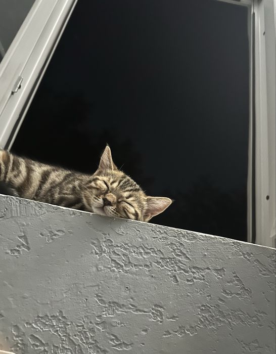 Бенгальский котенок